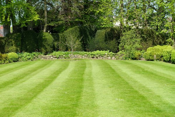 Cost of Grass Care Service in Waco