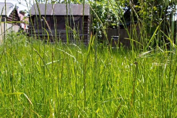 Overgrown Lawn Trimming in Waco