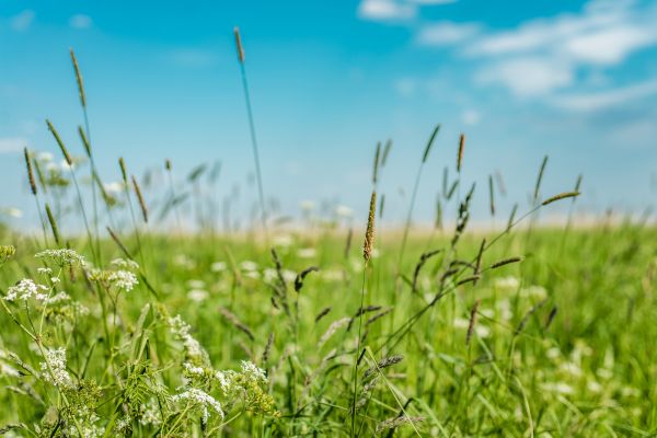 High Grass Trimming in Waco