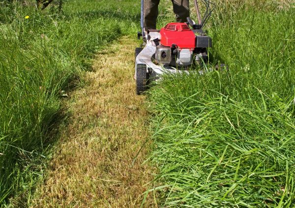Cost of Leaf Mowing in Waco